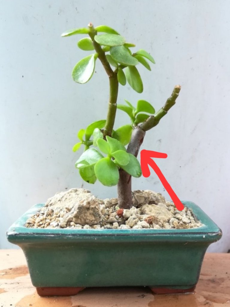 Screenshot_20220212-130323_Ecosia.jpg