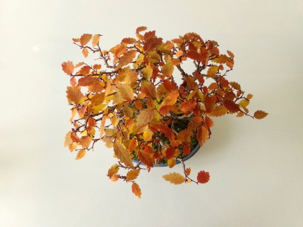 von oben
