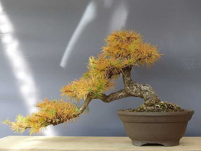 P1110530_k.jpg