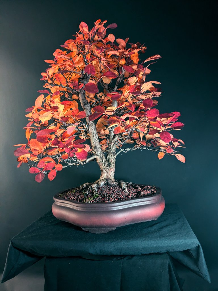 2024_10_01_Crataegus.jpg