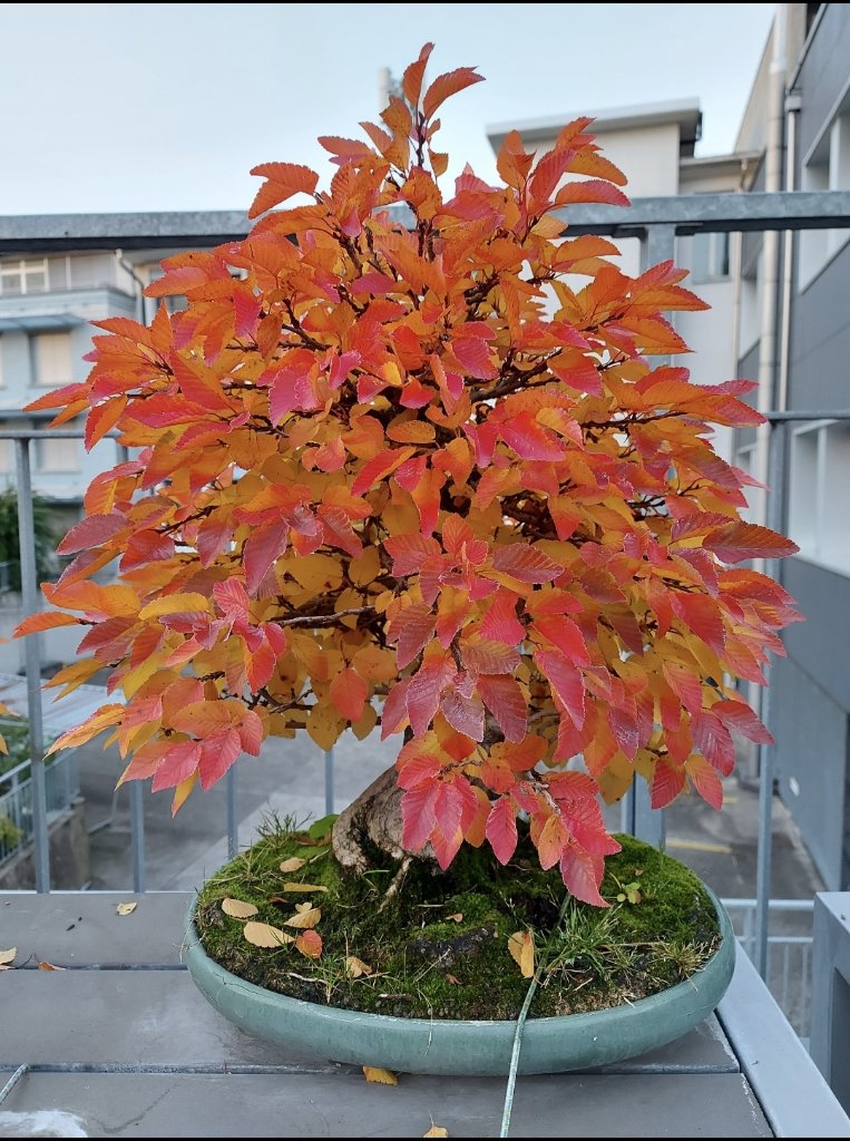 Kor.Hainbuche_20241019_184703.jpg
