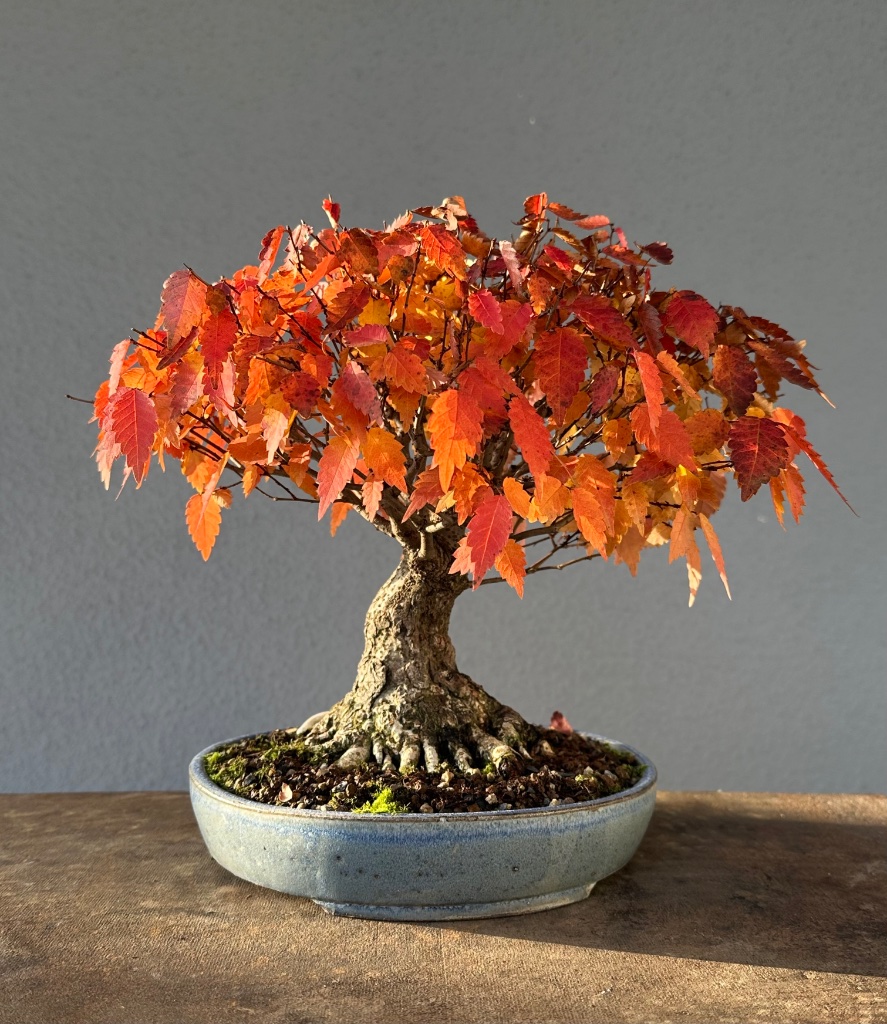 21.10.2024  im Sonnenlicht