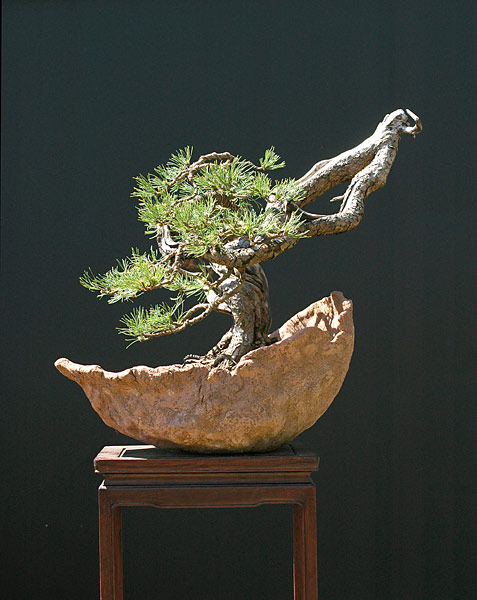 Mugo, 50 cm, Schale Vlaanderen