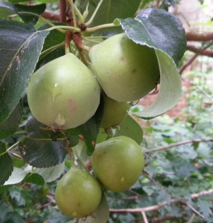 Frucht Wildbirne