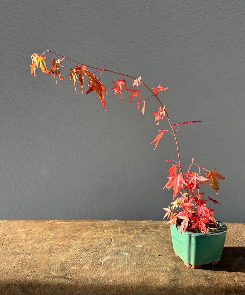 IMG_0519.jpeg