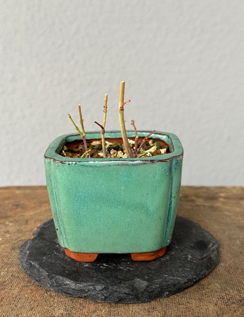 und nach Rückschnitt. Ob ich sie als Besteller ziehe oder später zu einem Palmatum-Wäldchen hinzupflanze ist noch offen. Sie wären gut geeignet, weil sie sehr kurze Internodien haben