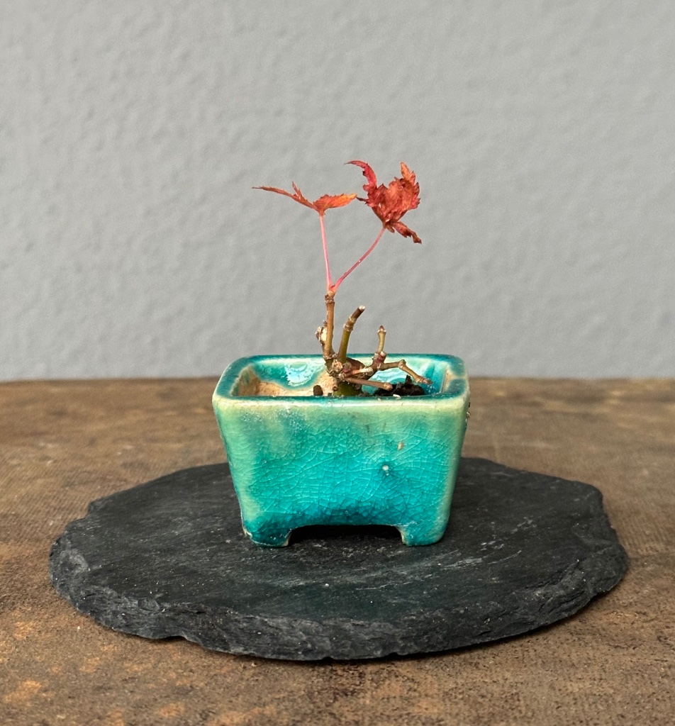 2.11.2024: Steckholz in Minischale von Max (Maexart im Forum)