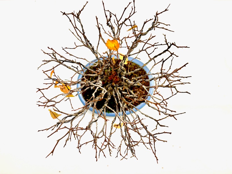 Zelkova von oben, die Äste wurden etwas geordnet.