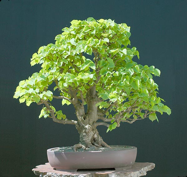 Linde, 65 cm, Sch. Derek Aspinall