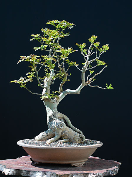 Esche, 60 cm