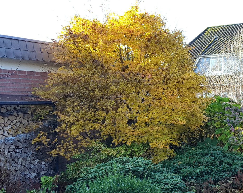 20241117_114652.jpg