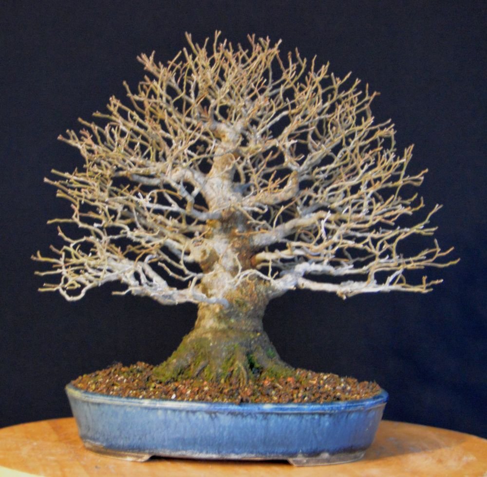 Celtis sinensis 18.11.24.jpg