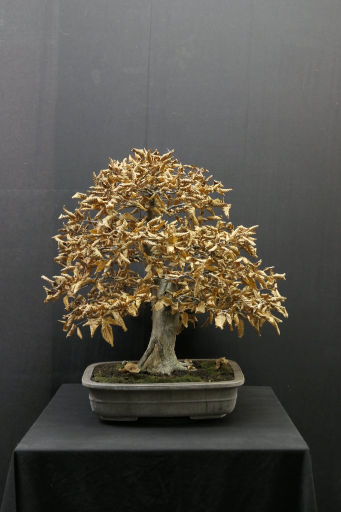 P1099456kl.jpg