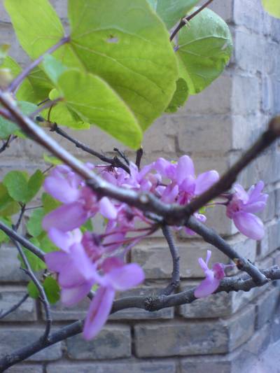 DSC00325_bluete.JPG