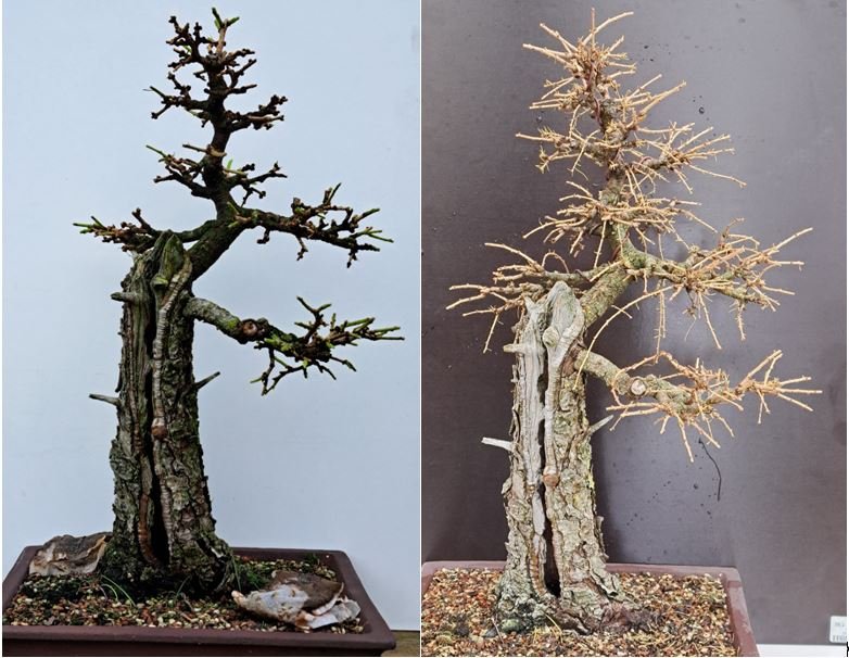 Larix 2