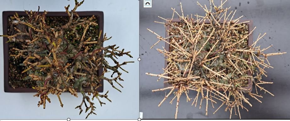 Larix 2
