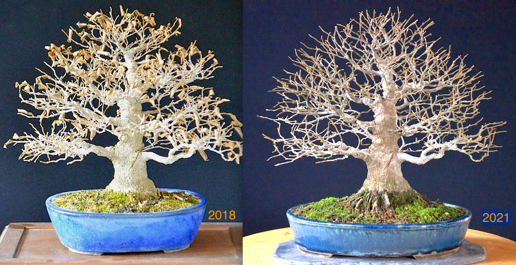 Celtis -vgl 2018-2021.png