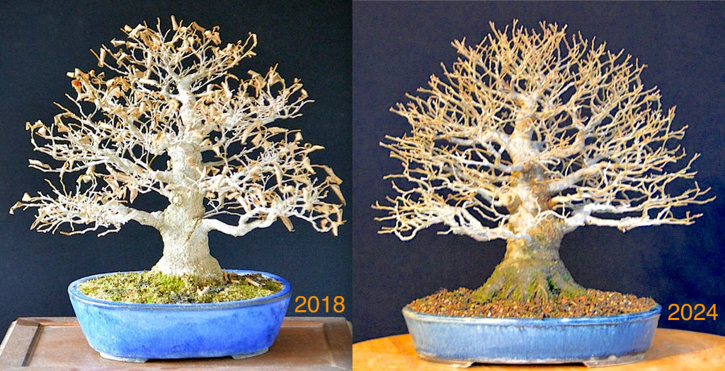 Celtis -vgl 2018-2024.png