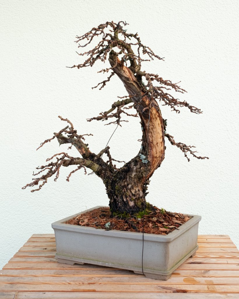 DSCF4637 Kopie.jpg