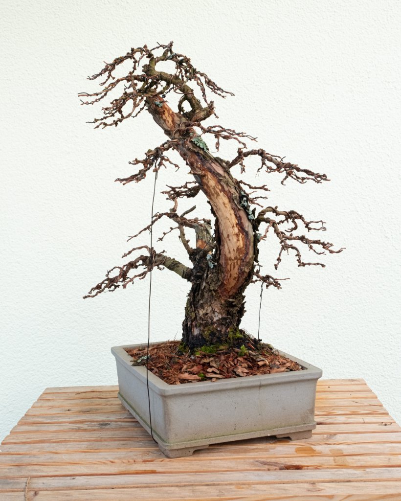 DSCF4638 Kopie.jpg