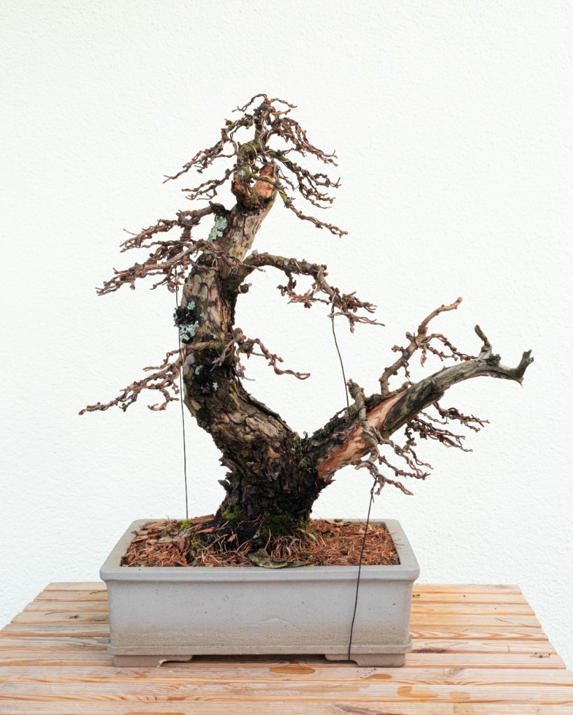 DSCF4639 Kopie.jpg