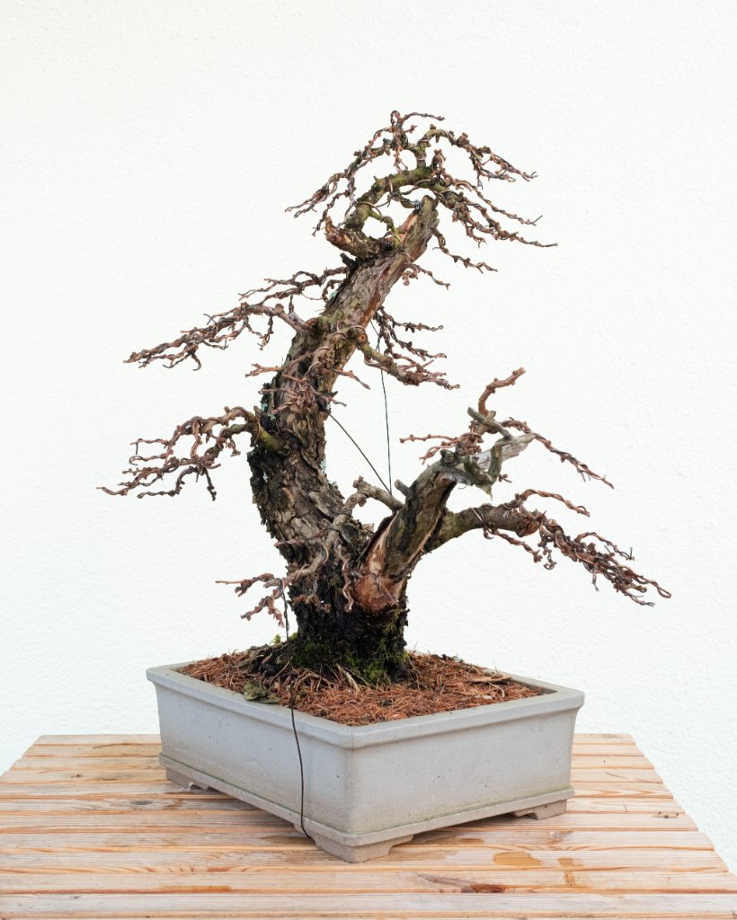 DSCF4640 Kopie.jpg