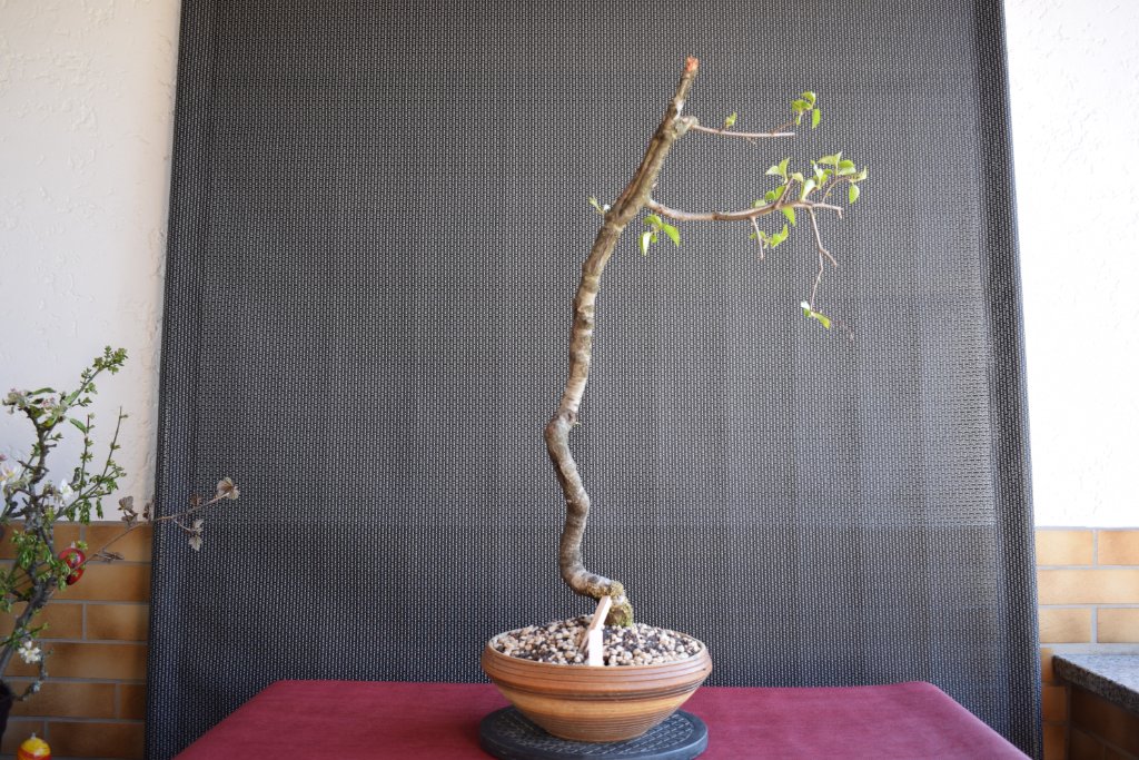 2019 04 (8).JPG