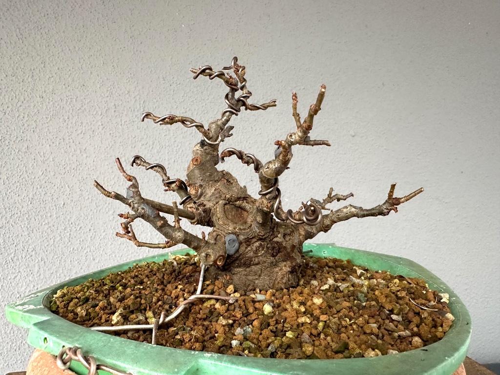 6.12.2024: mal abwarten wo der Malus im Frühjahr überall austreibt. Er hatte einige Stockausschläge, die immer gleich entfernt wurden.