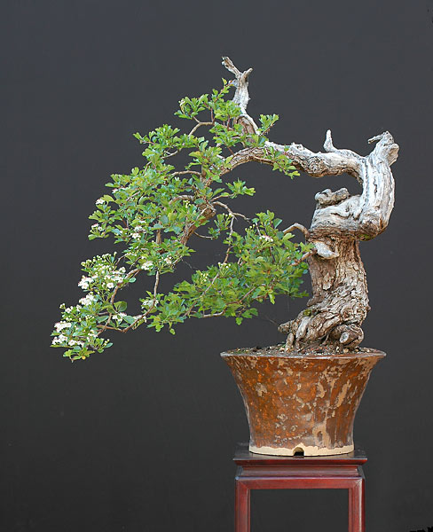 Dsc_1808v.jpg