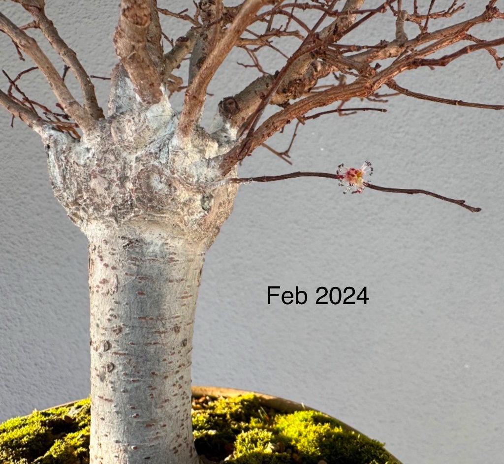 Feb 2024: der Farbunterschied wirkt unharmonisch. Künftig würde ich mir eine verdünnte Lösung (1:20 bis 1:30) in einem Eimer ansetzen und den Baum tauchen. Bei meinen vielen Shohin sollte das Ende Januar recht gut klappen. Die Lösung wird anschließend filtriert und als Sprühmittel für die größeren Bäume verwendet. So dürfte die alljährliche Blattlaus-Begrüßung im April weniger stürmisch ausfallen…