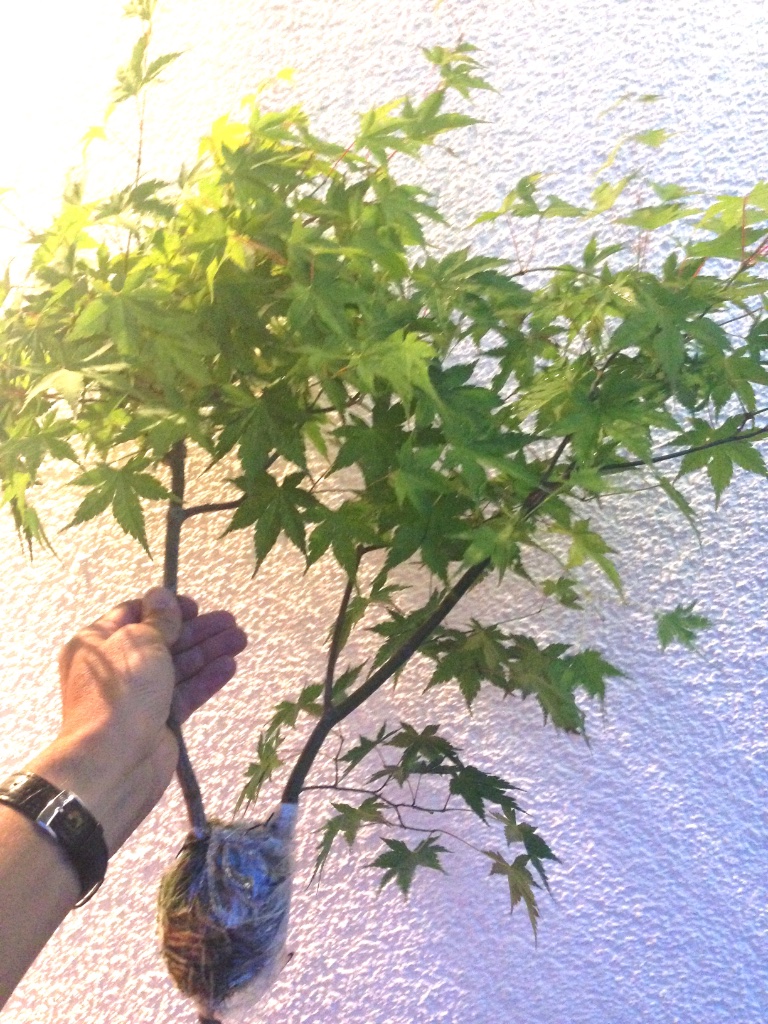2015-06-24 -2 .jpg