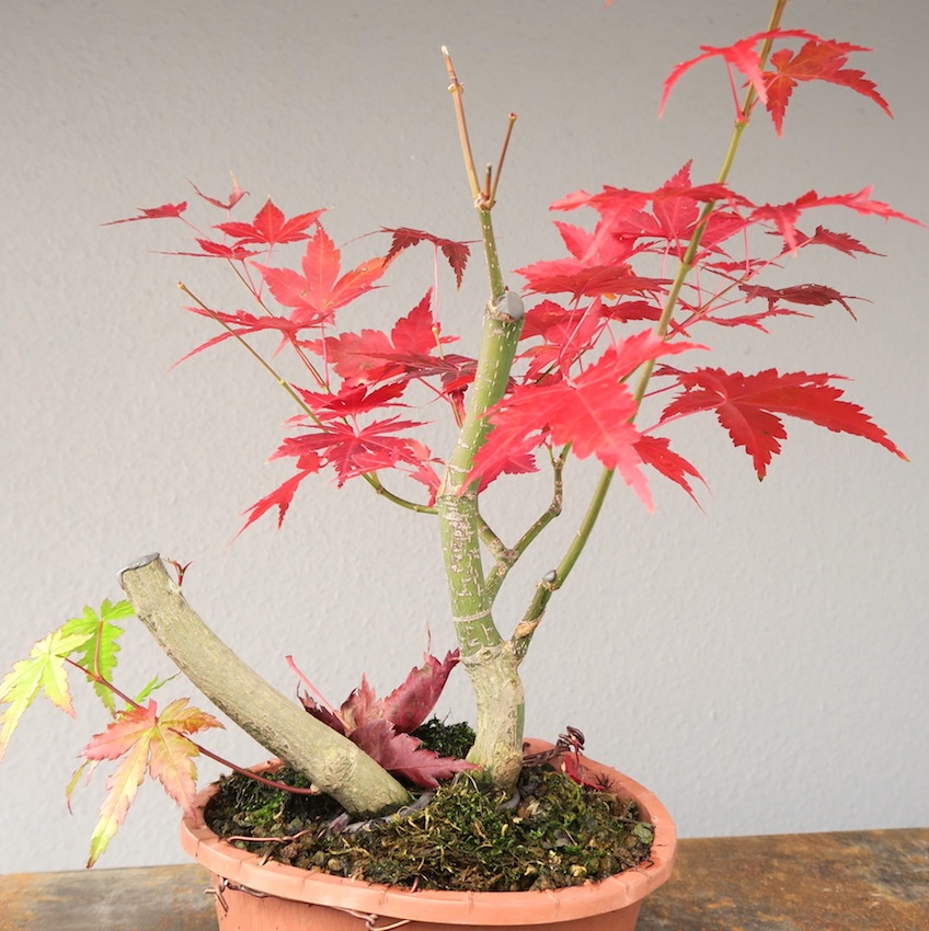 Herbstfarben kann er auch