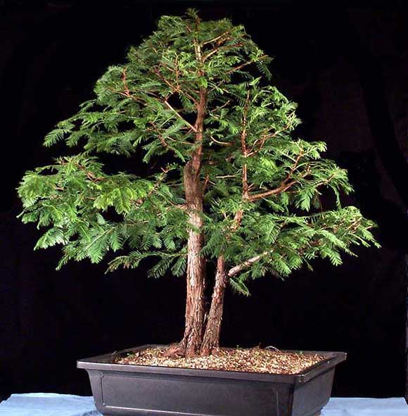 redwood603small.jpg