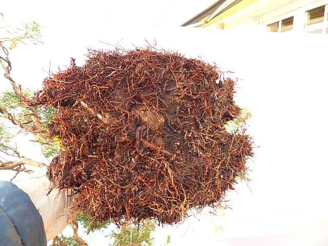 P1100986_kd.jpg