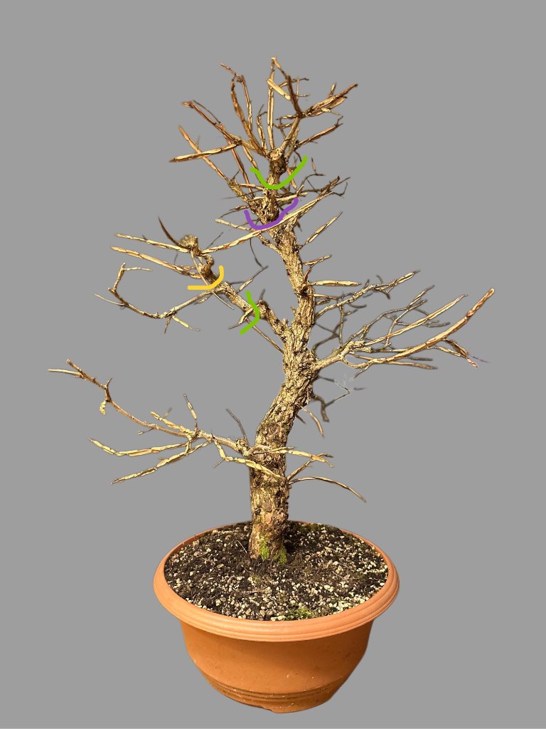 Ulmus Minor var front_Schnitte.JPG