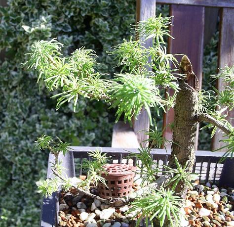 larix nadeln1.JPG