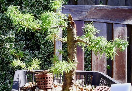 larix nadeln.JPG