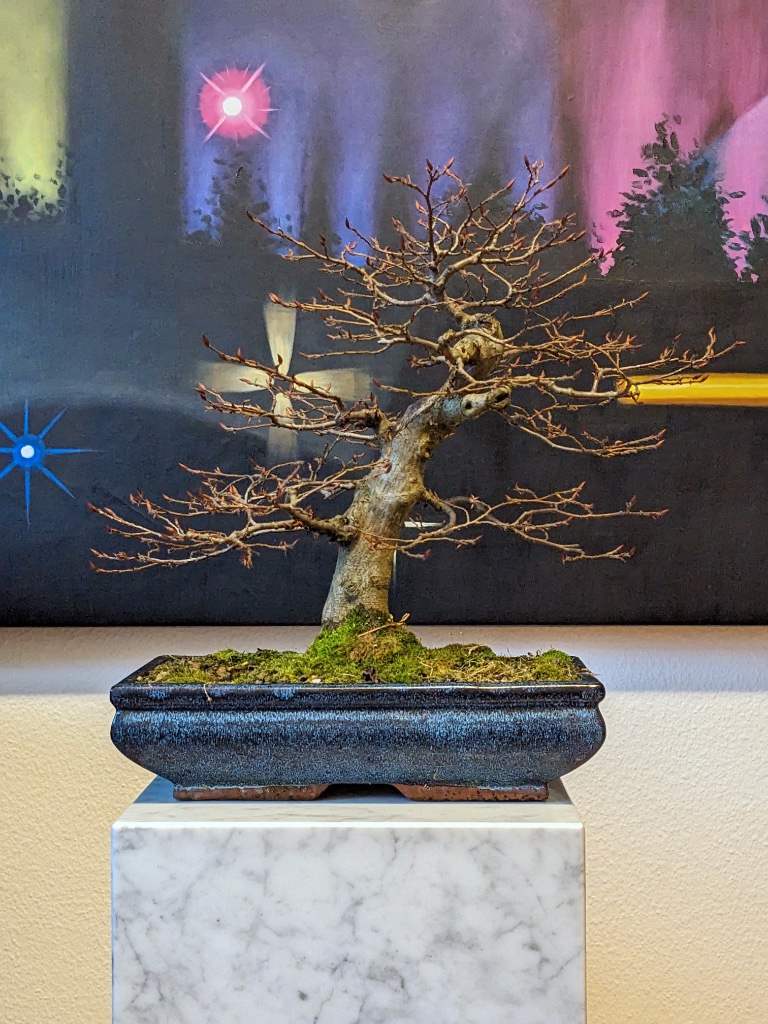 Der Baum vor der Behandlung