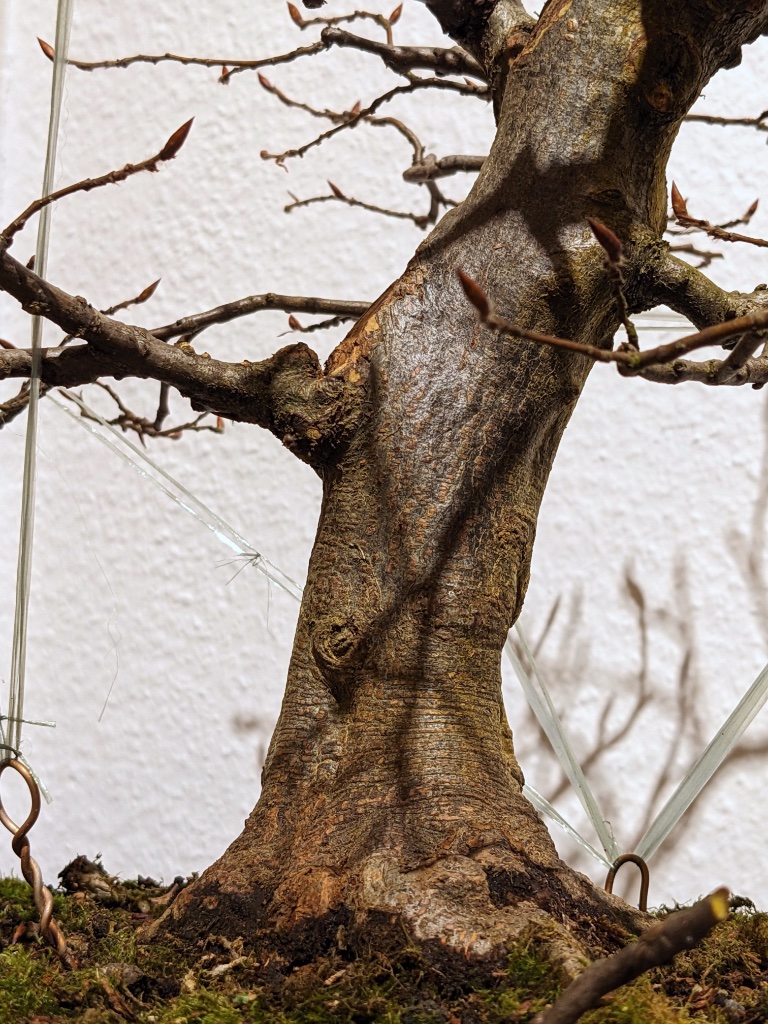 Der Stammansatz gefällt mir eigentlich ganz gut. Das sollte die neue Schale entsprechend betonen. und natürlich müsste der Baum dann etwas weiter links gepflanzt werden.