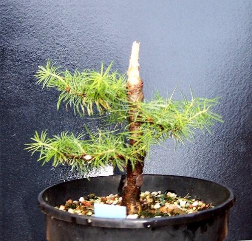 larix decidua401  13-9-2006.jpg