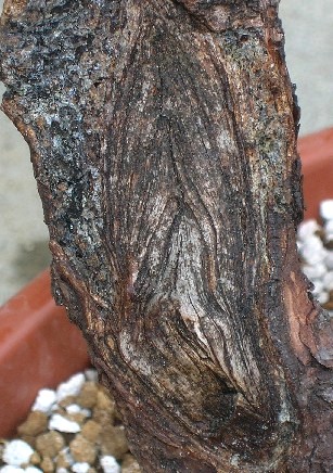 detail2.JPG
