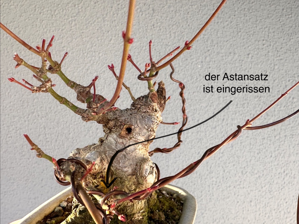 der vorgesehene Trieb mußte aufgegeben werden