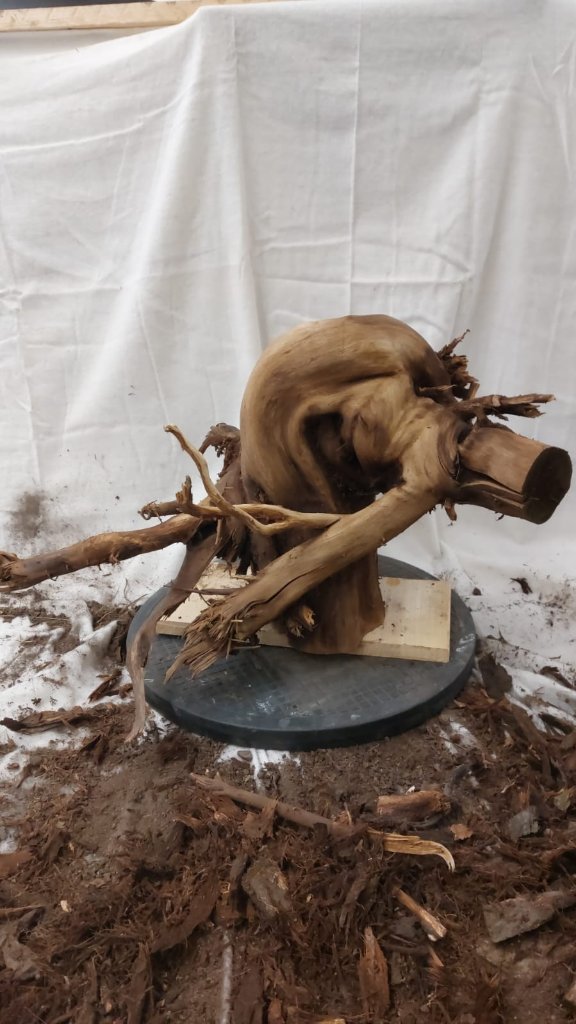 Tanuki_3_017.jpg