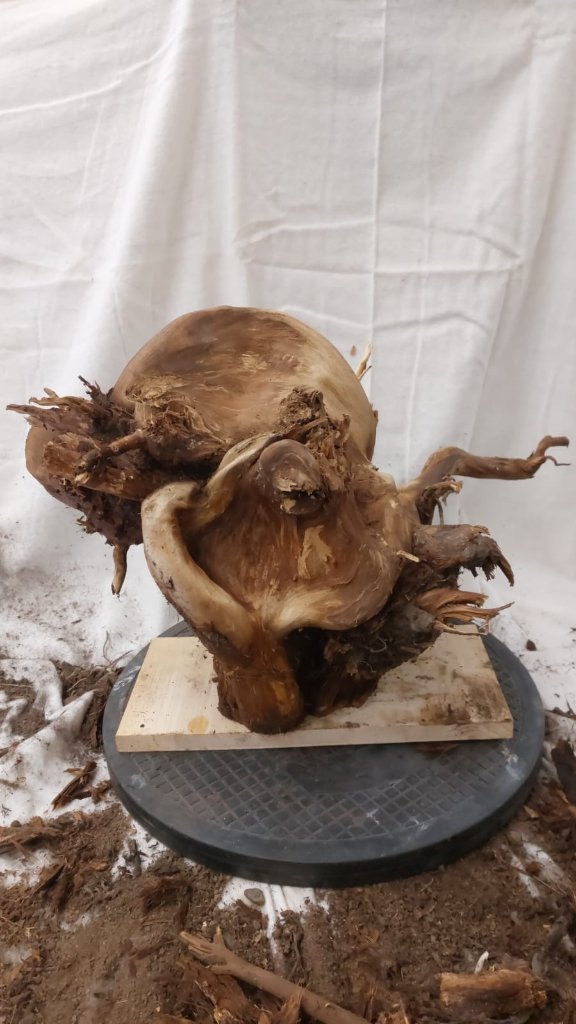 Tanuki_3_019.jpg