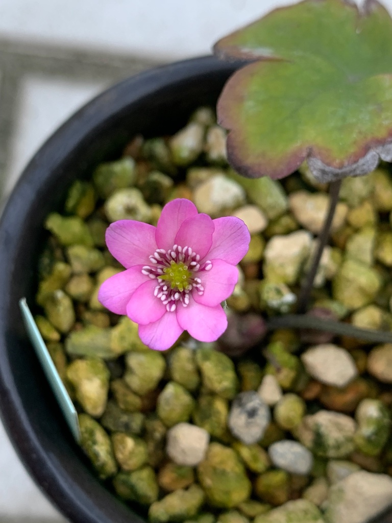 H. transsylvanica „Schwanensee“