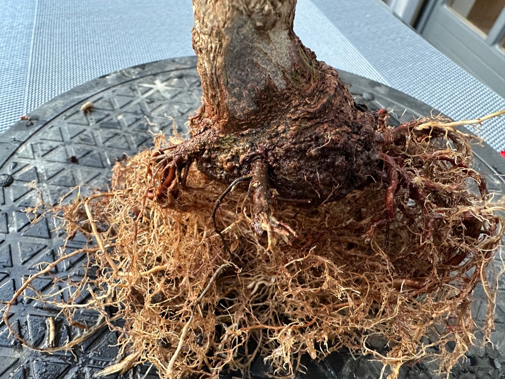 die rechte Wurzel wurde schon entfernt, in die Lücke soll erneut ablaktiert werden (Root grafting im englischen Sprachgebrauch)