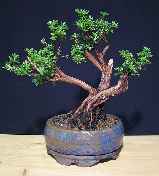 Potentilla für BFF.jpg