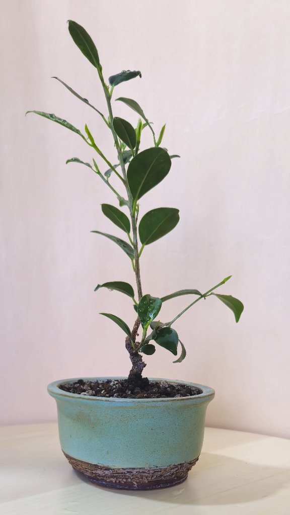 Ficus.jpg