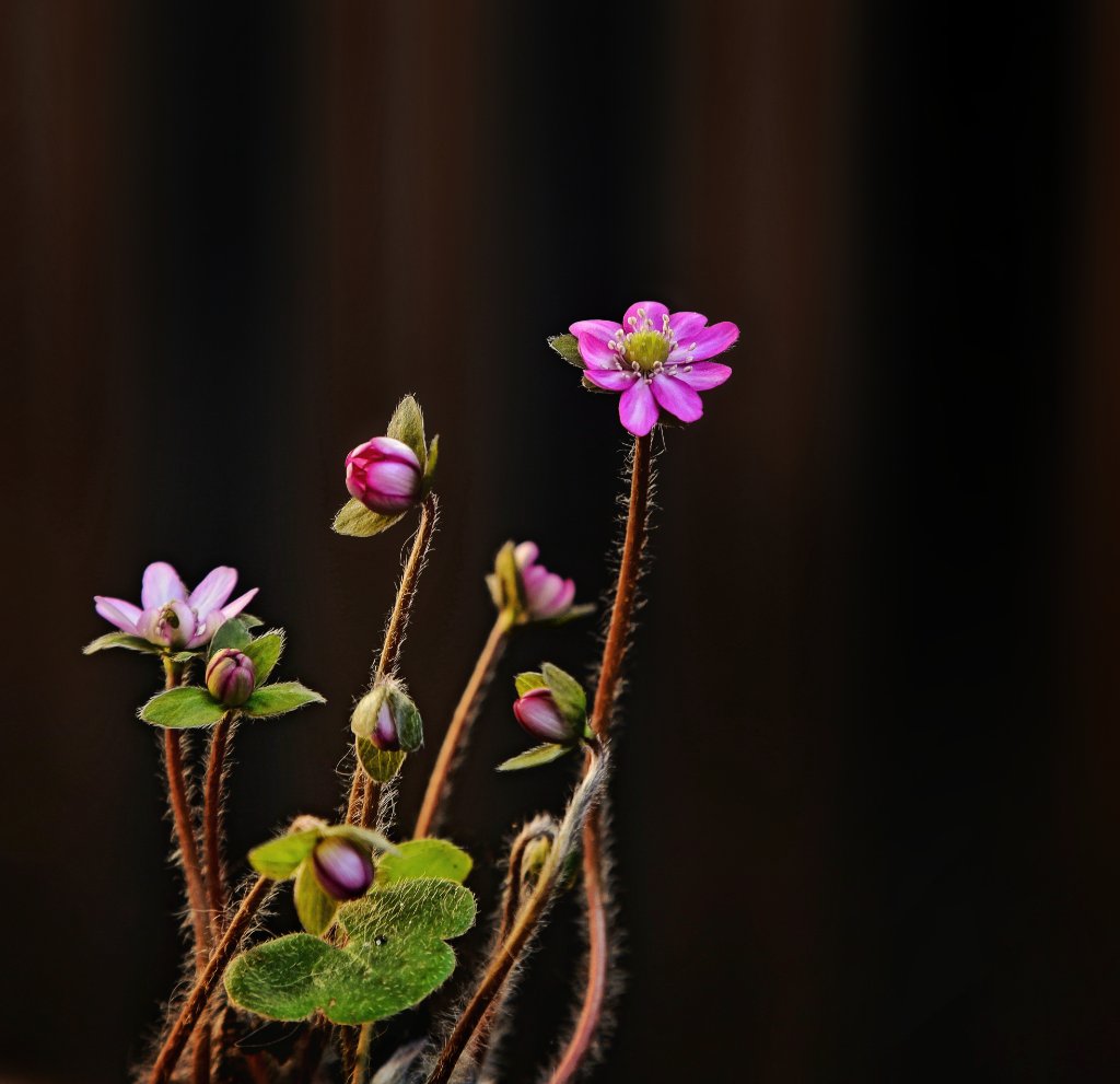Japonica Sakaraga