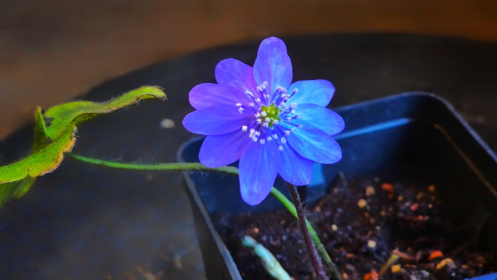 nobilis DeBuis